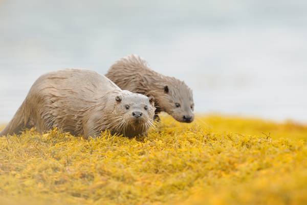 Scotland: The New Wild